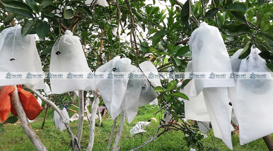 Ứng dụng vải không dệt làm túi bọc trái cây Ứng dụng vải không dệt làm túi bọc trái cây
